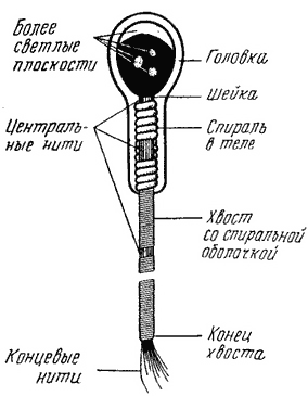 схема строения спермии человека