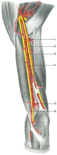 артерия плеча a. brachialis