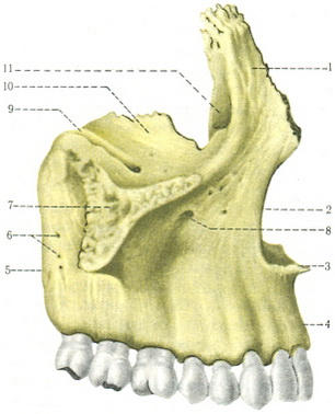 верхняя челюсть maxilla