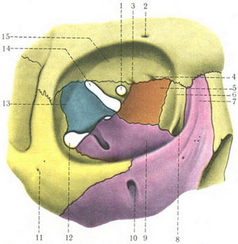 глазница orbita