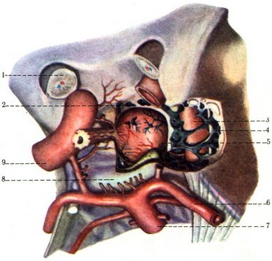 гипофиз hypophysis