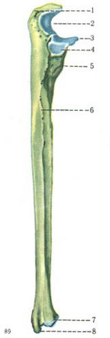 локтевая кость ulna